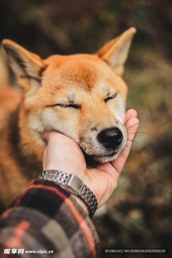 手托闭眼柴犬超治愈