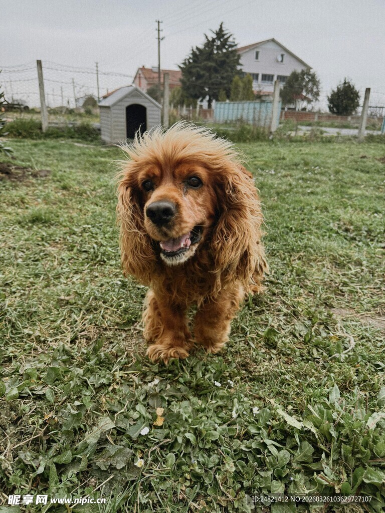 草地上的可爱金毛犬