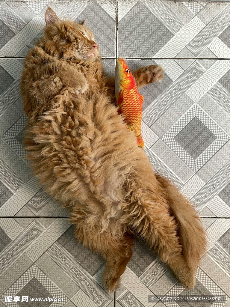 橘猫躺地玩逗猫棒