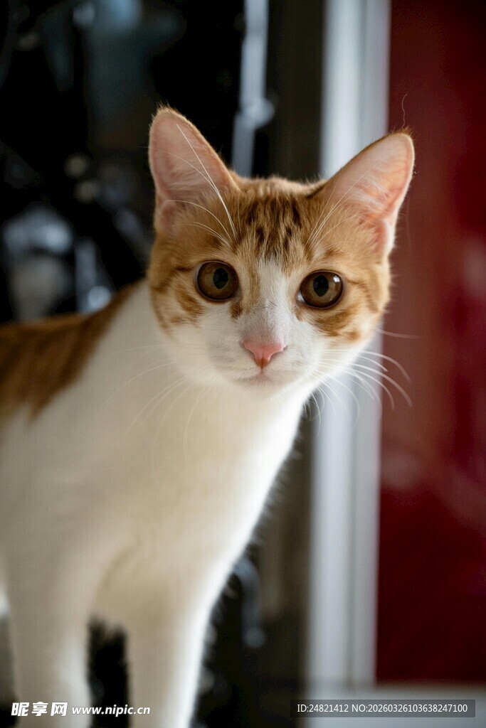 可爱黄白猫咪特写