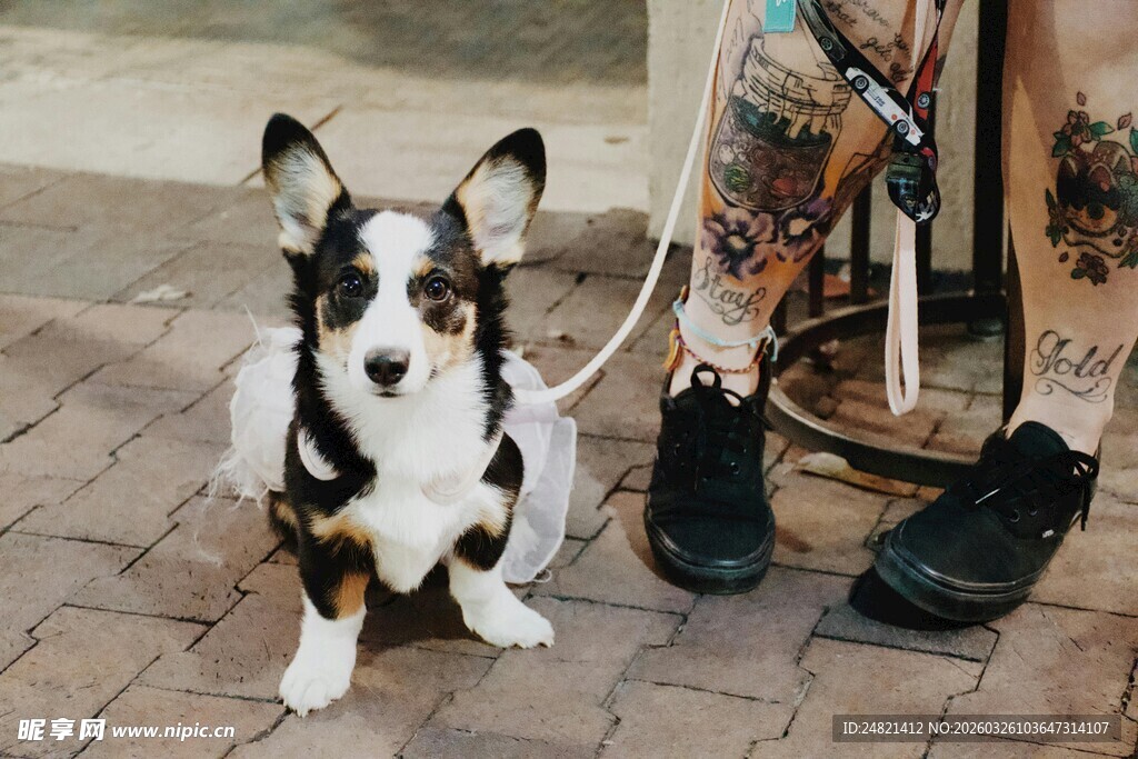 柯基犬与带纹身主人同框