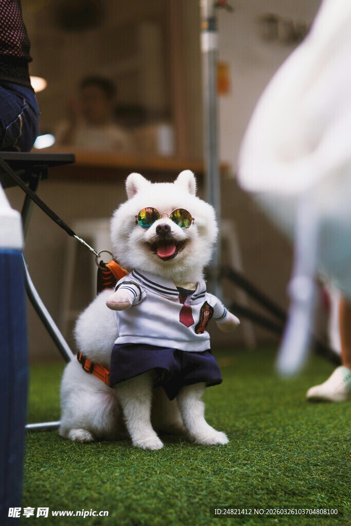 穿着服饰的可爱小白狗