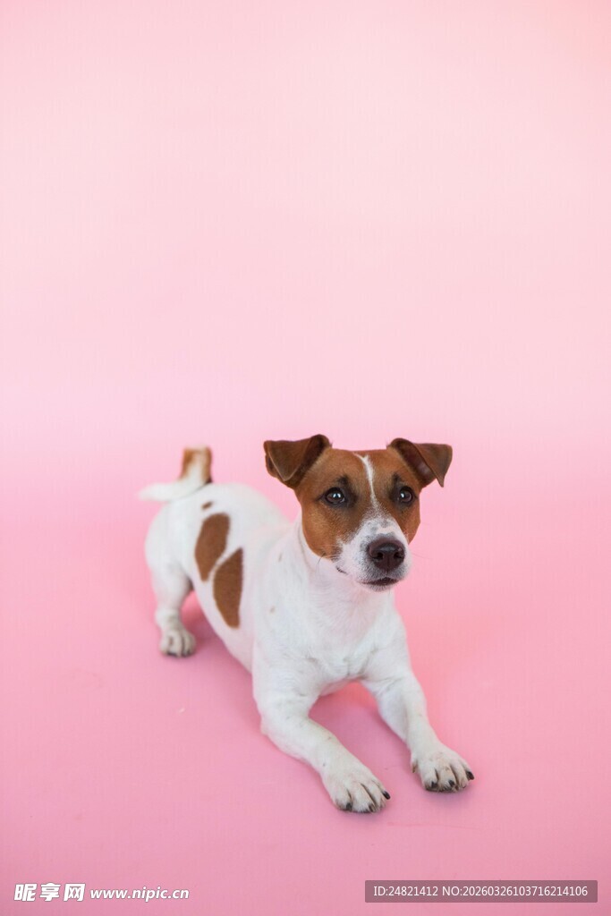 粉色背景下的可爱杰克罗素犬