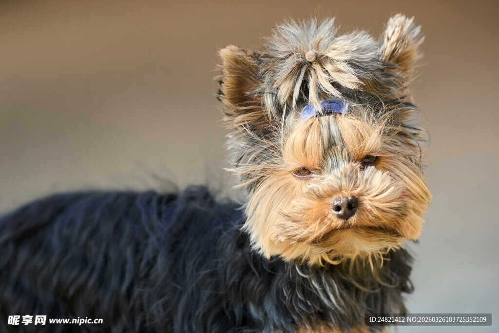 可爱约克夏犬特写