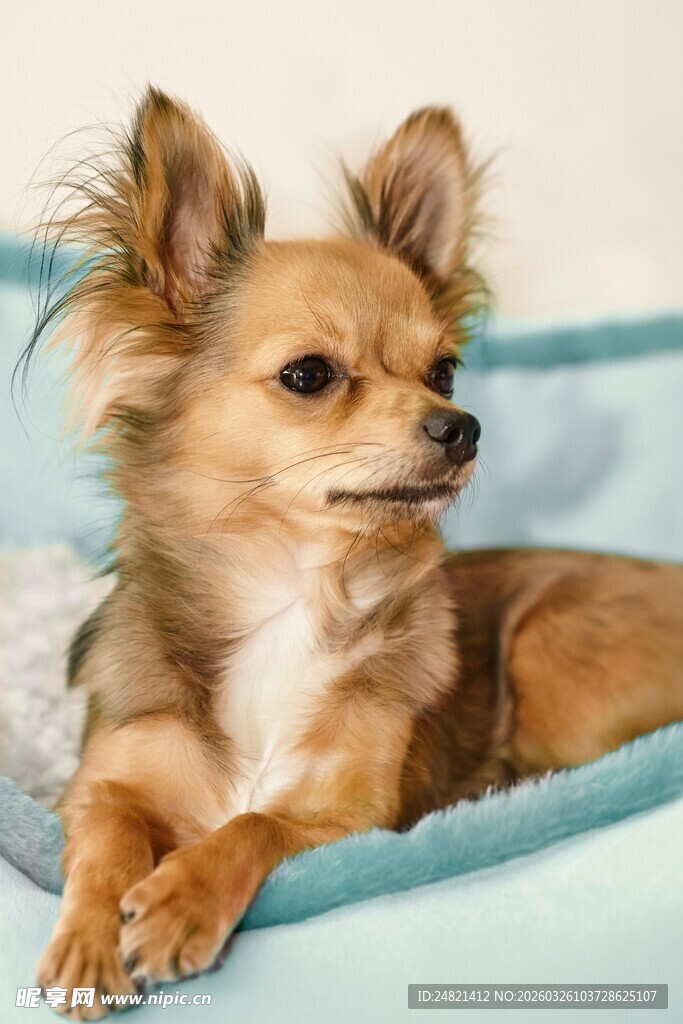 可爱吉娃娃躺姿萌态