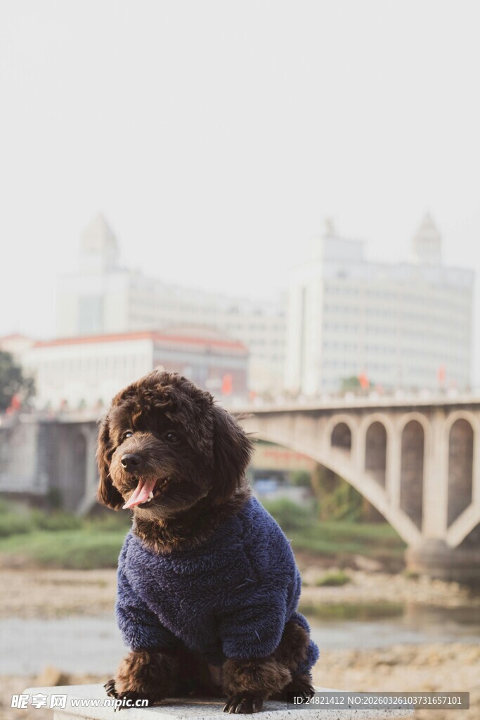 河边穿蓝衣的可爱小狗