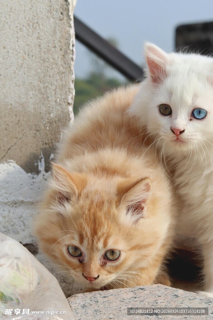 两只可爱猫咪依偎在一起