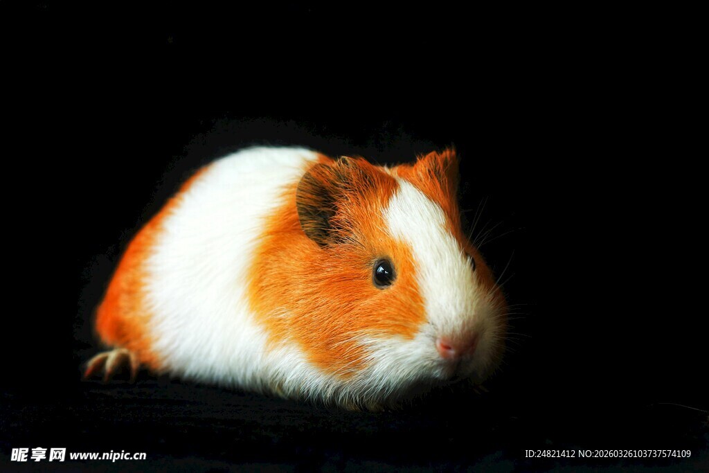 可爱橙白相间豚鼠