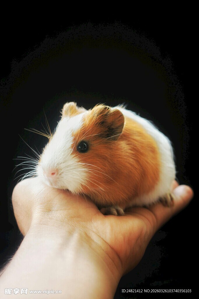 手心里的可爱小仓鼠