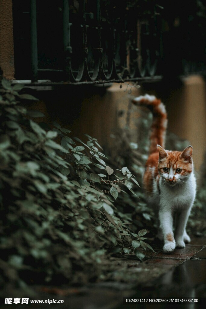 漫步的橘白猫咪