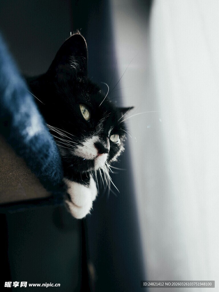 黑白猫咪抓握手臂瞬间