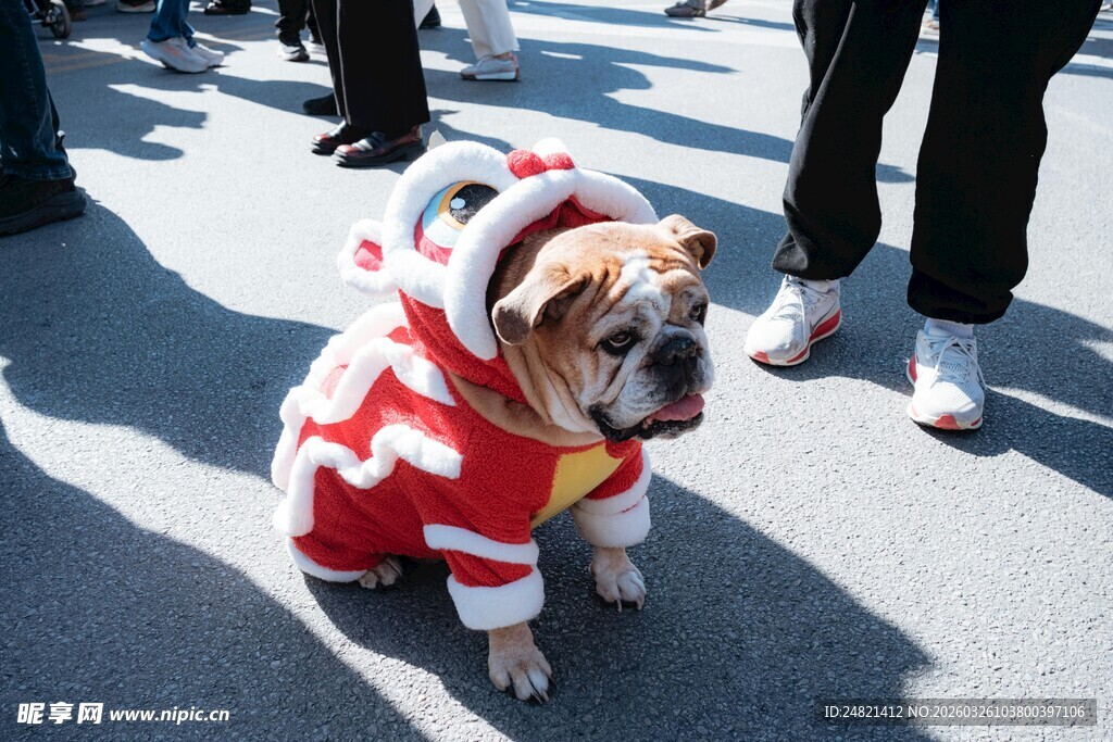 穿红衣的可爱狗狗
