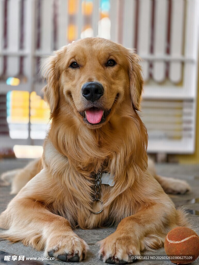 可爱金毛犬惬意趴卧