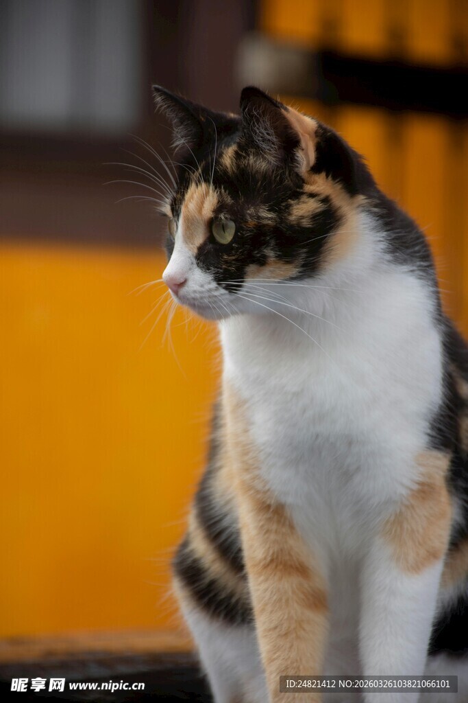 三色花猫侧坐凝视