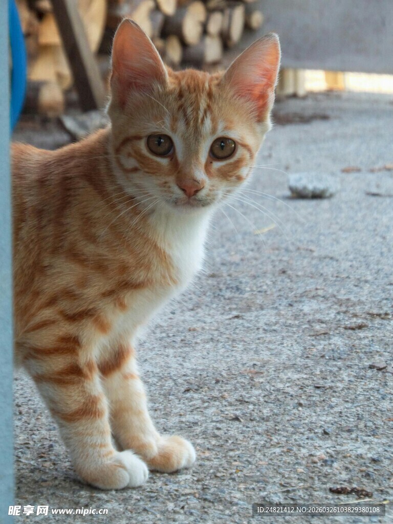 橘猫户外站立瞬间