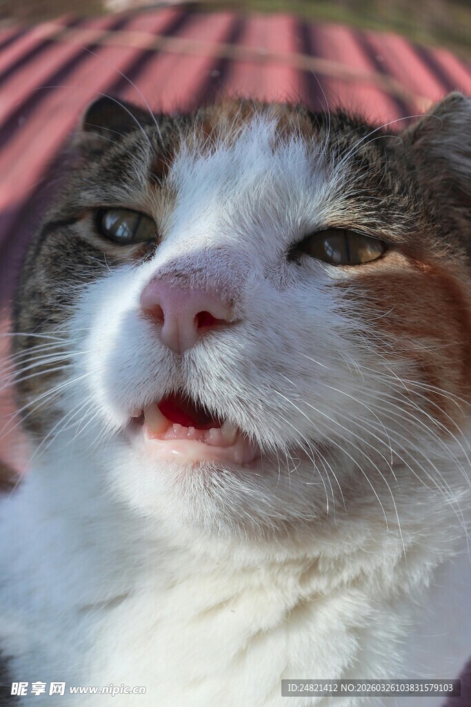 张嘴的可爱猫咪