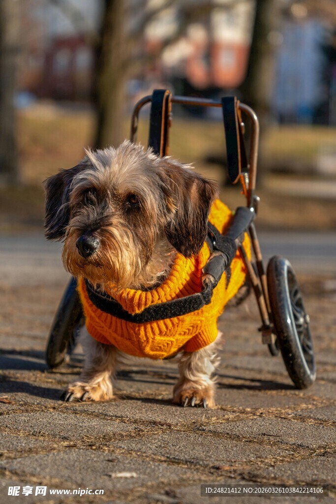 坐轮椅小狗穿亮眼黄衣