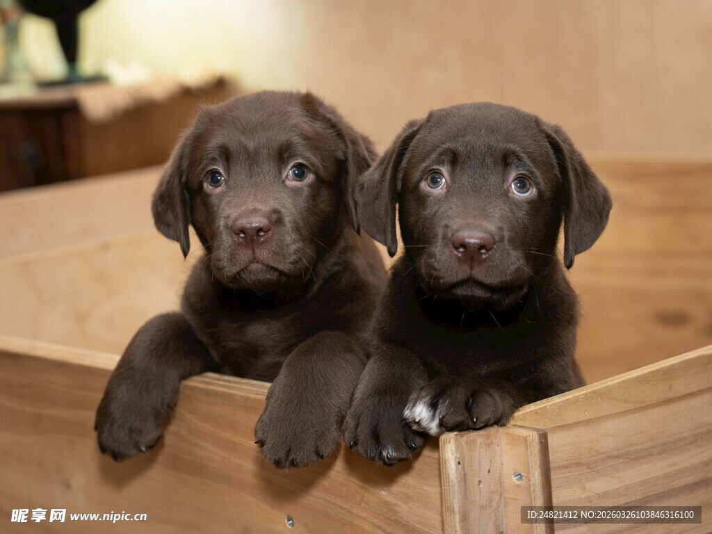 两只萌态小狗探身木框