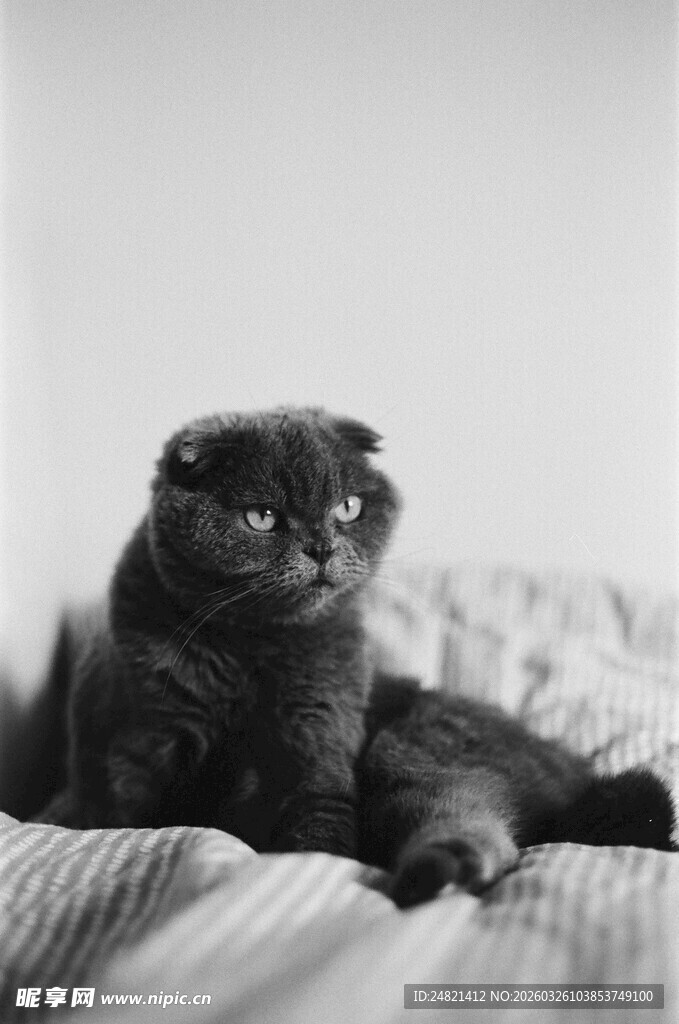 床上的可爱黑猫