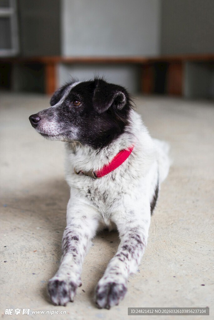 趴着的黑白宠物狗