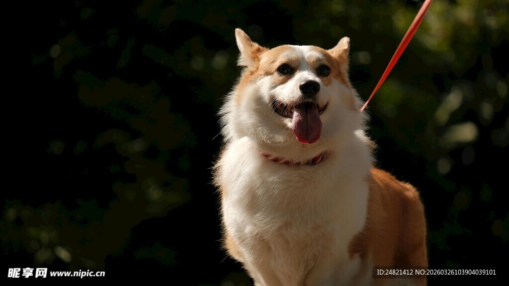 可爱柯基户外吐舌