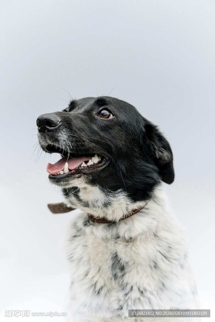 黑白萌犬仰头张嘴露欢颜