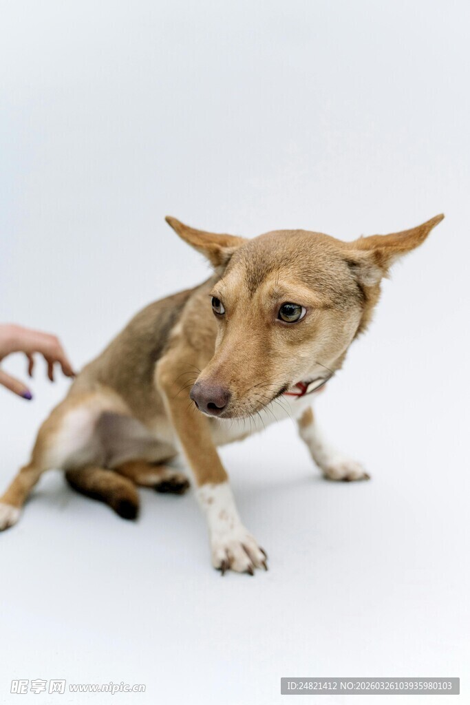 小狗被逗弄时的可爱模样