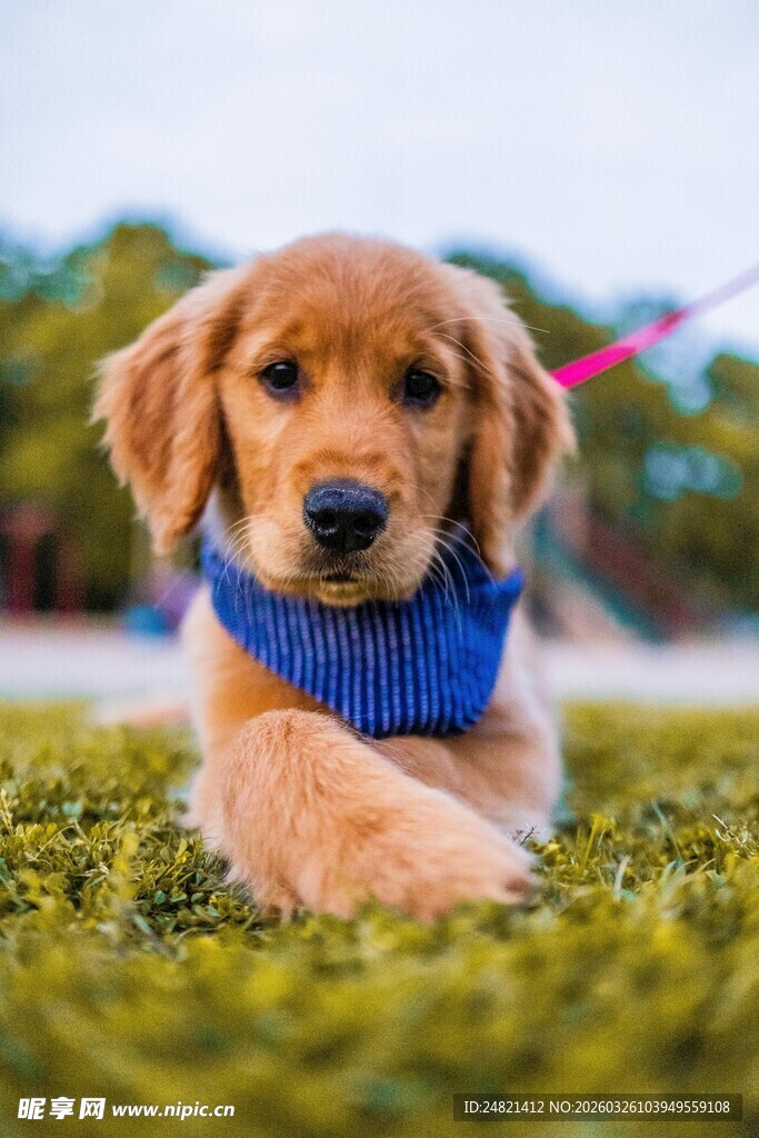 可爱金毛犬趴在绿草地上