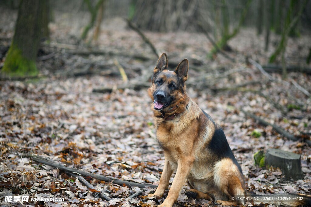 森林中坐立的德国牧羊犬
