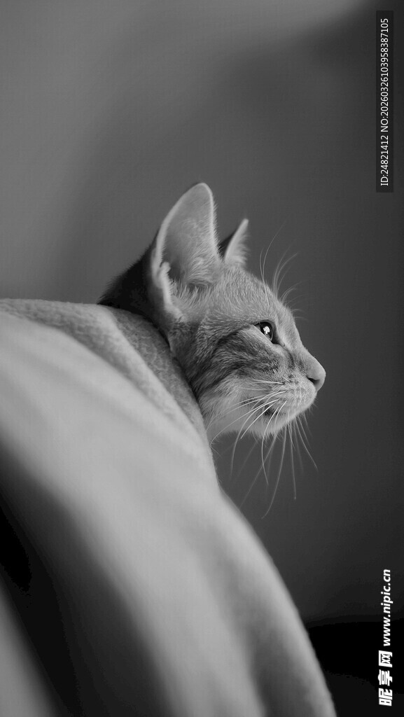 裹布猫咪的可爱侧影