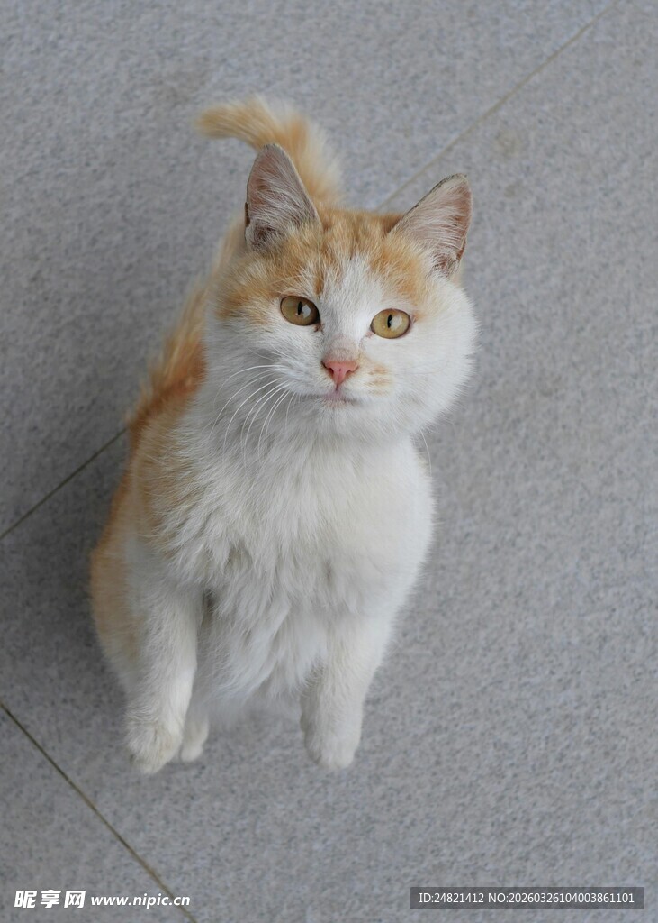 可爱双色小猫抬头凝视