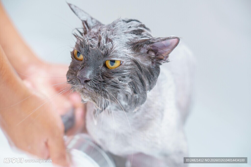 猫咪洗澡时的呆萌瞬间