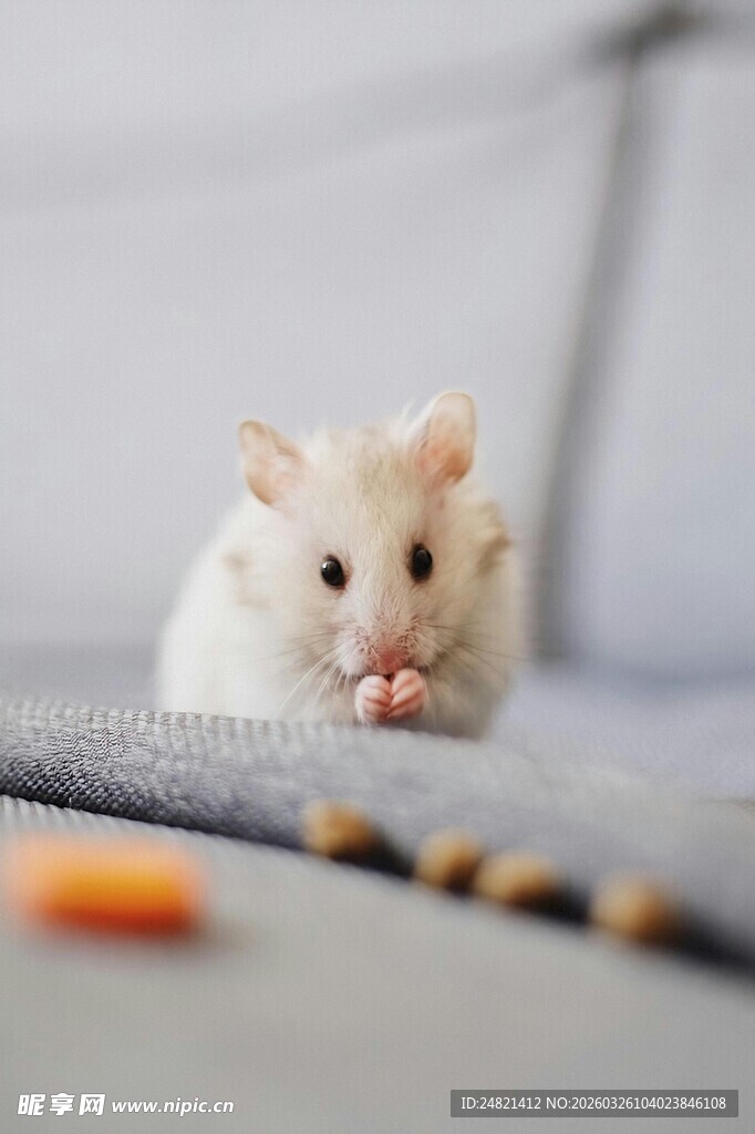 可爱仓鼠啃食小零食