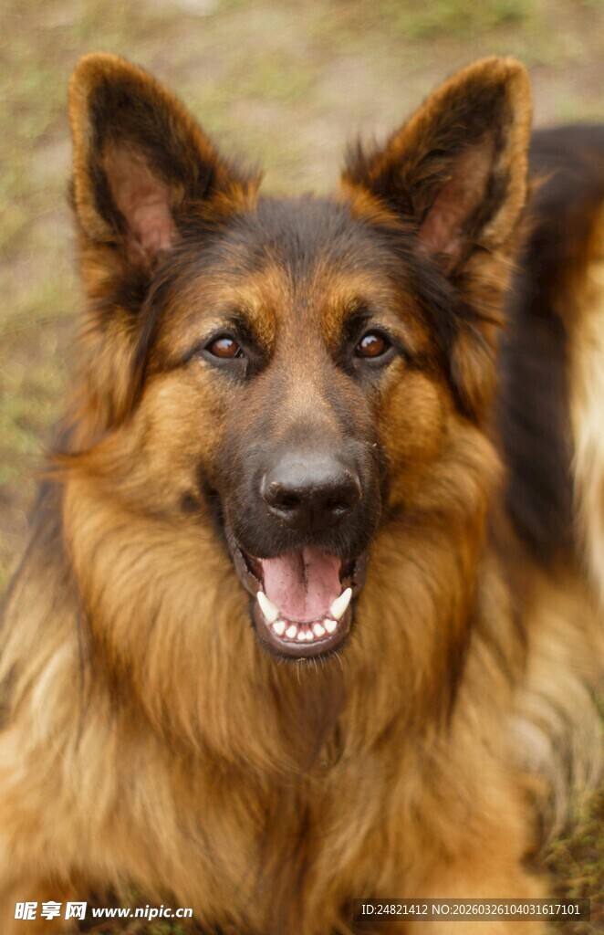 可爱德国牧羊犬惬意趴卧