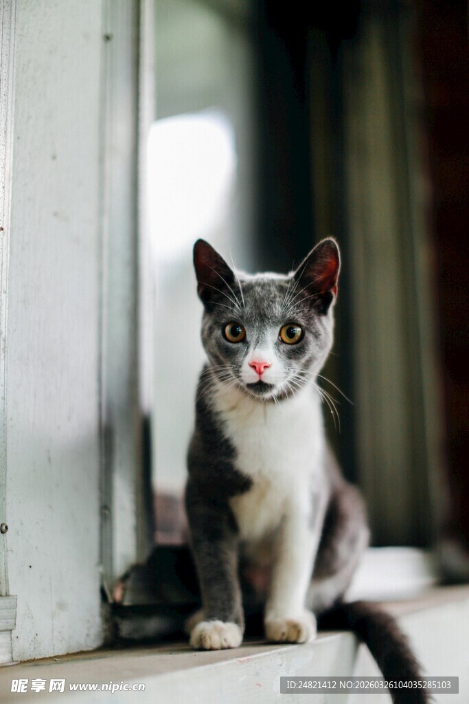 窗边可爱小猫