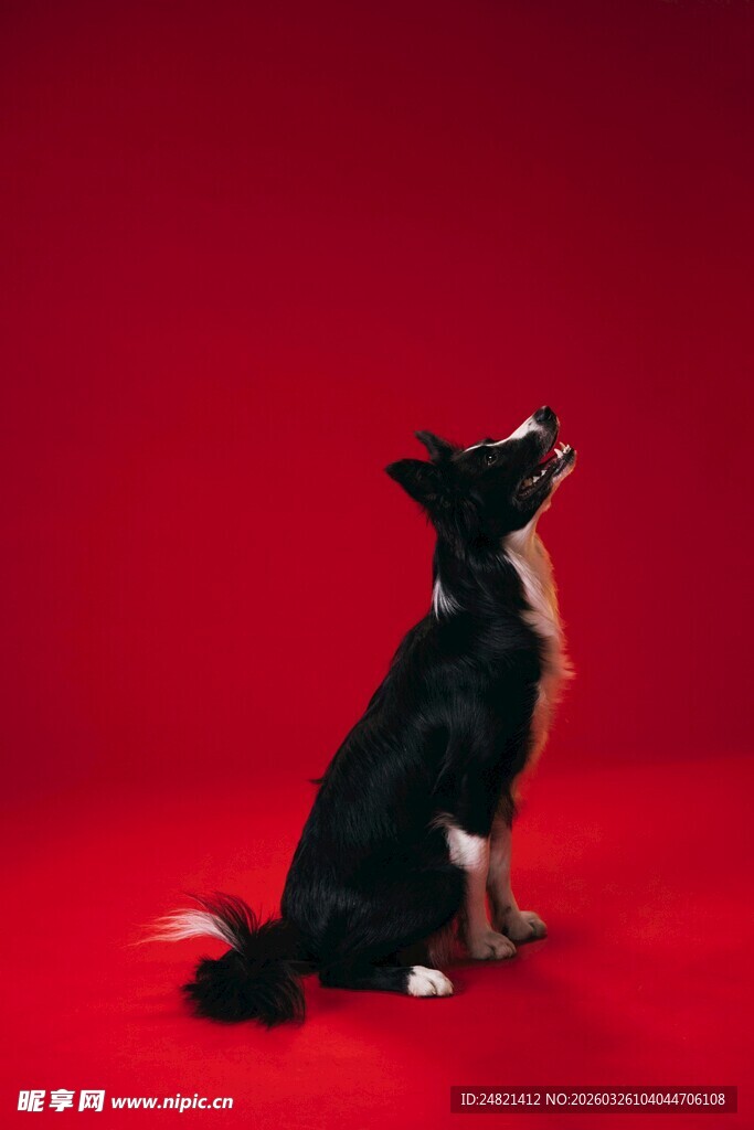 黑犬坐于红背景前张望