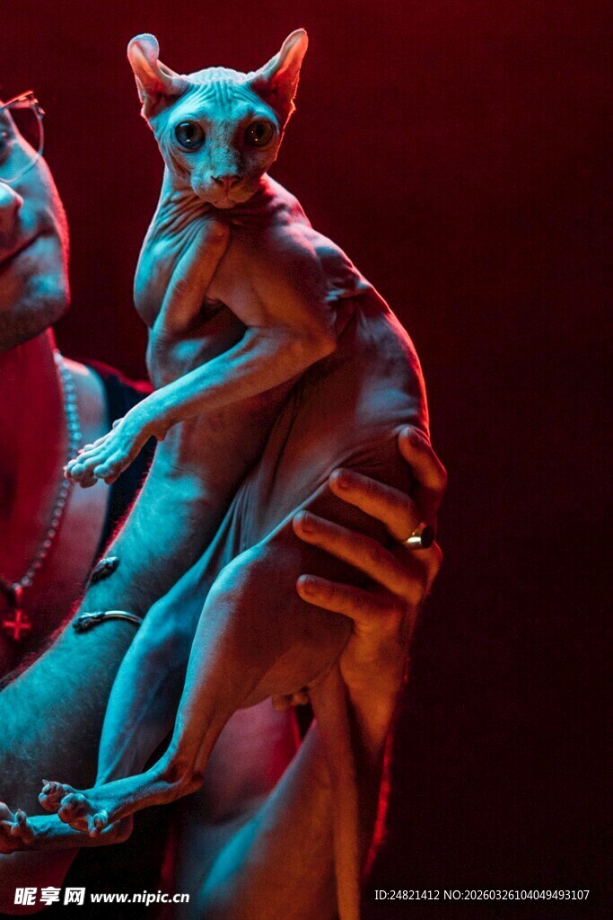 人与无毛猫的温馨瞬间