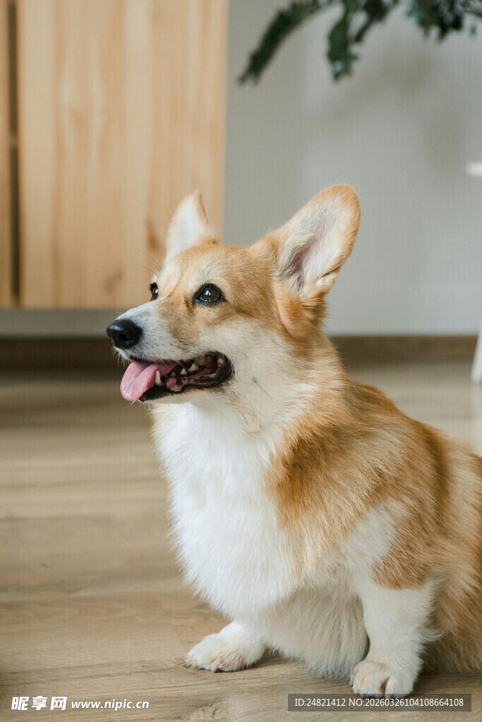可爱柯基坐于木地板上