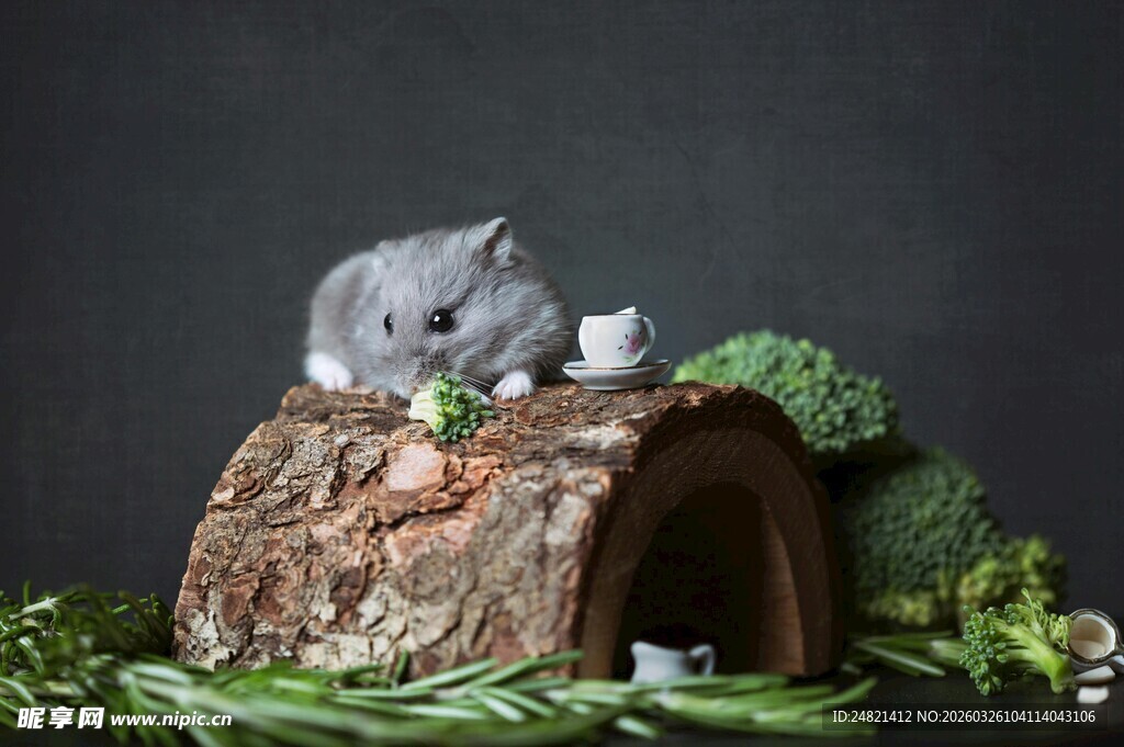小仓鼠在原木小屋中进食