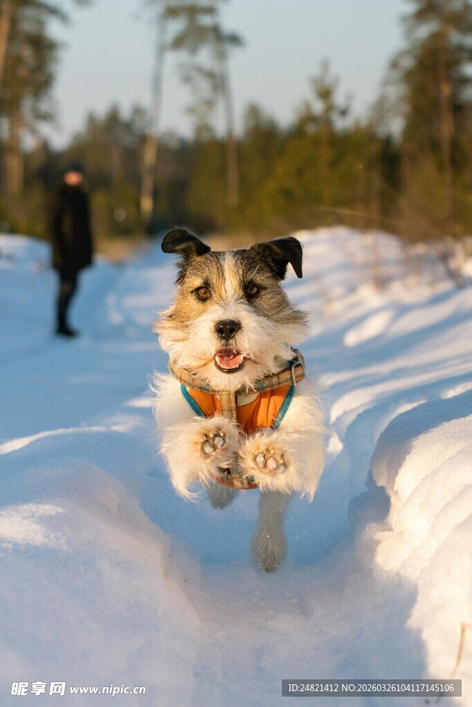 雪地中欢快奔跑的萌犬