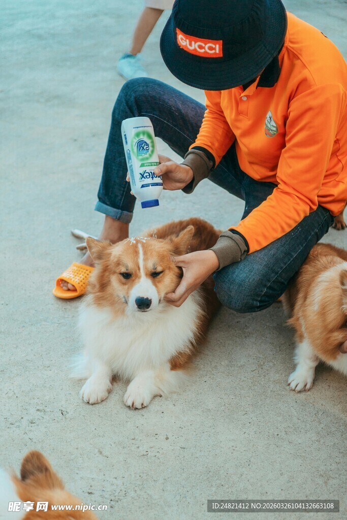 男子沙滩上与柯基互动