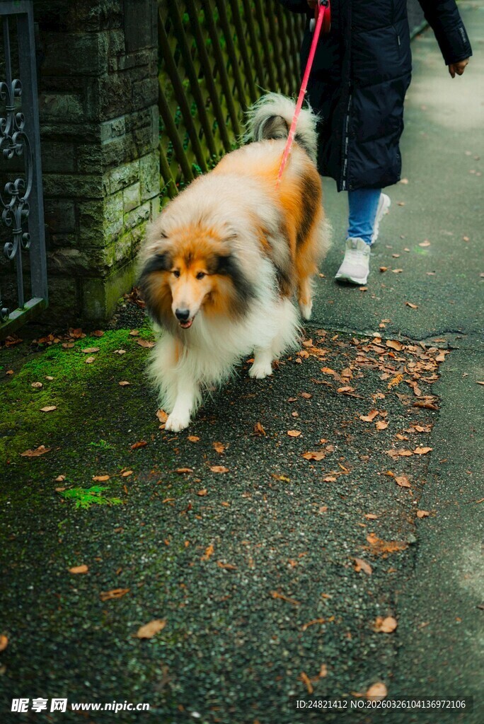主人牵狗漫步在小道上