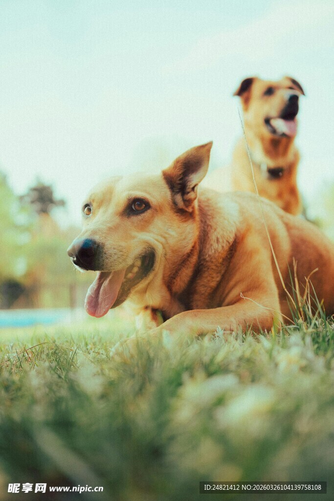 阳光下惬意的两只狗狗