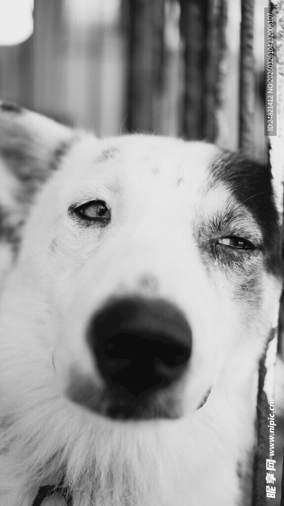 可爱狗狗近景特写