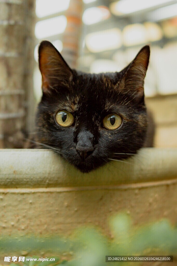 黑猫探头好奇张望