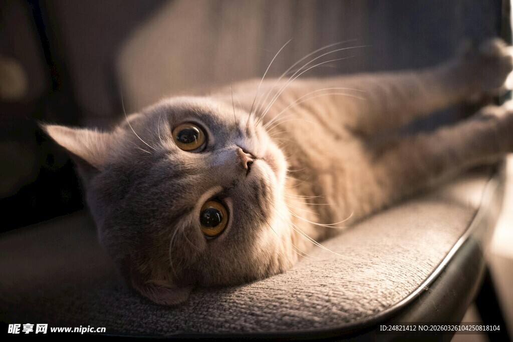 慵懒猫咪惬意躺卧