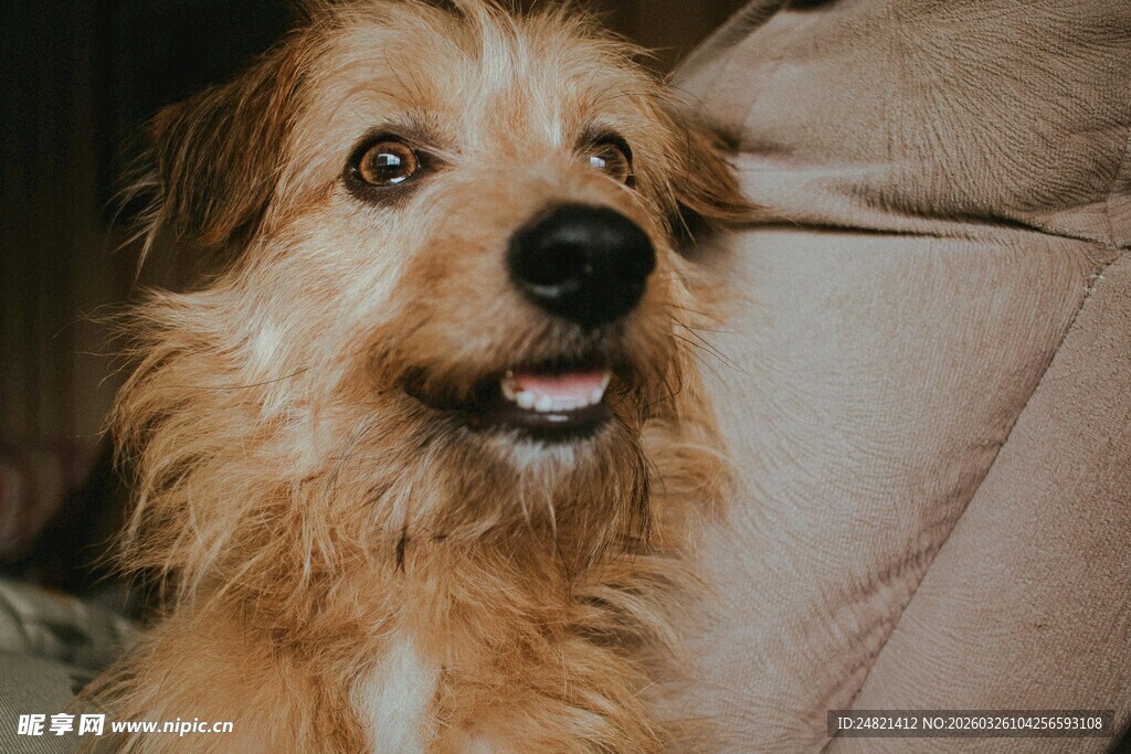 可爱长毛小狗张嘴望镜头
