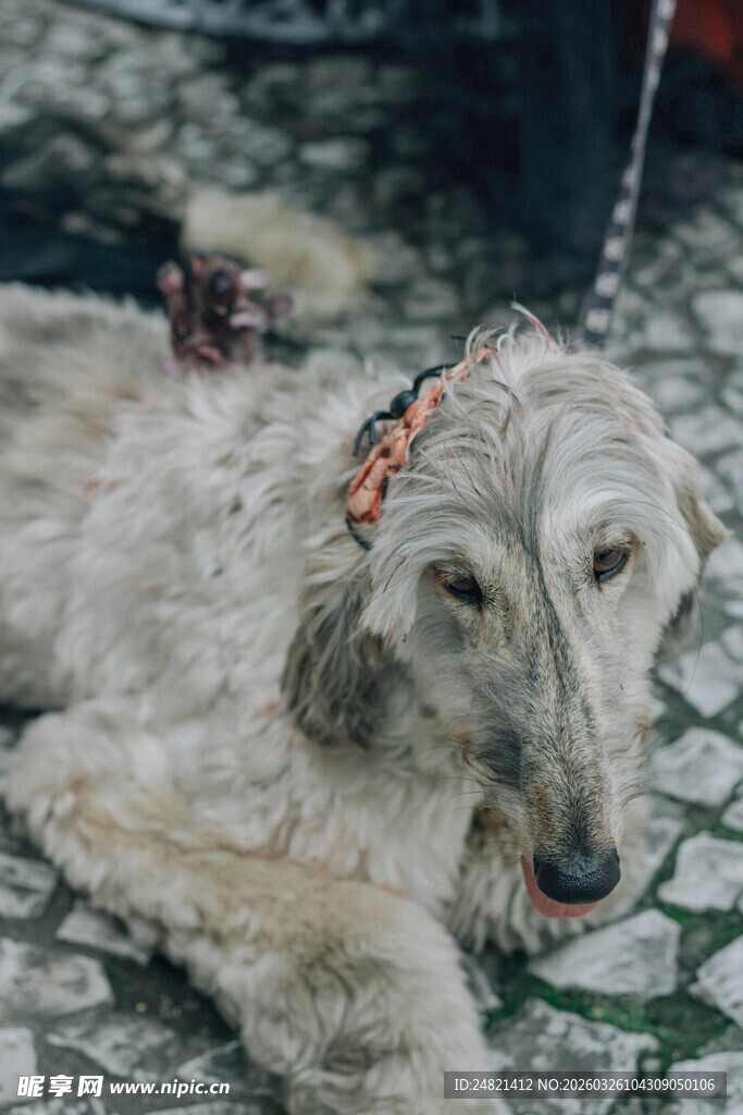 趴着的长毛猎犬