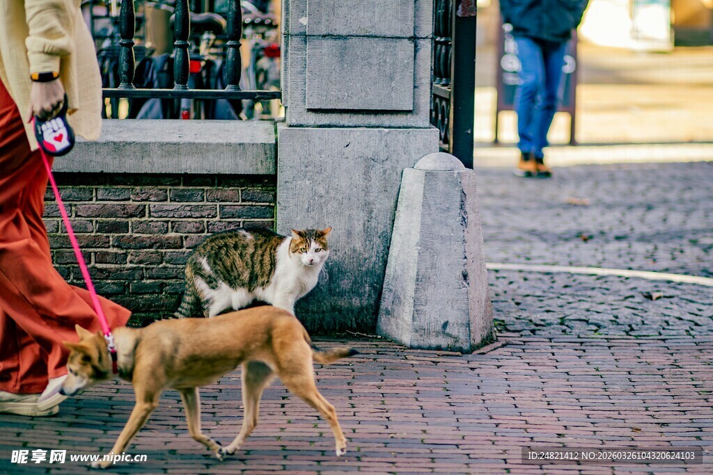 街头小狗与人互动场景