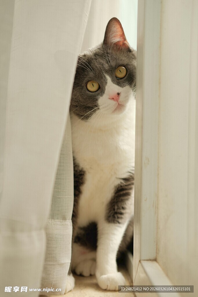 窗边可爱猫咪好奇张望